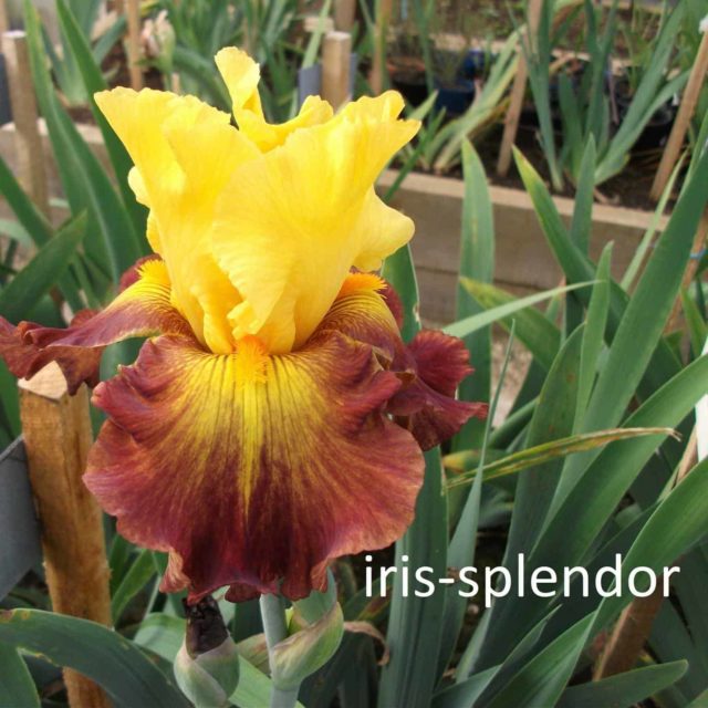 Iris Splendor Profile Picture